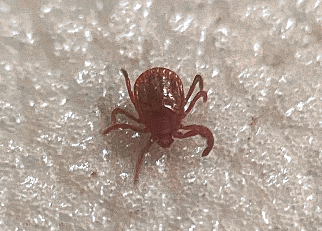 ダニアレルギーを減らす3つの本質対策 ― 寝具・湿度・掃除