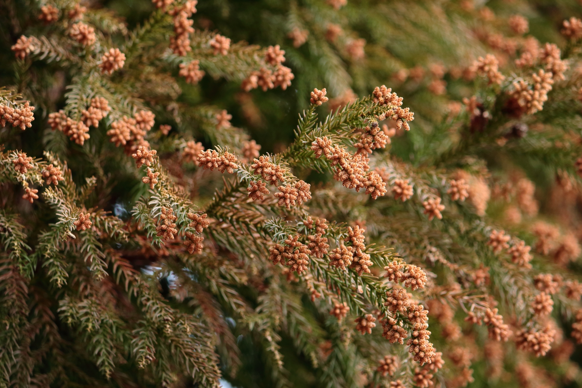 雨上がりが一番危ない！肺の奥まで侵入する『花粉破裂』の恐怖
