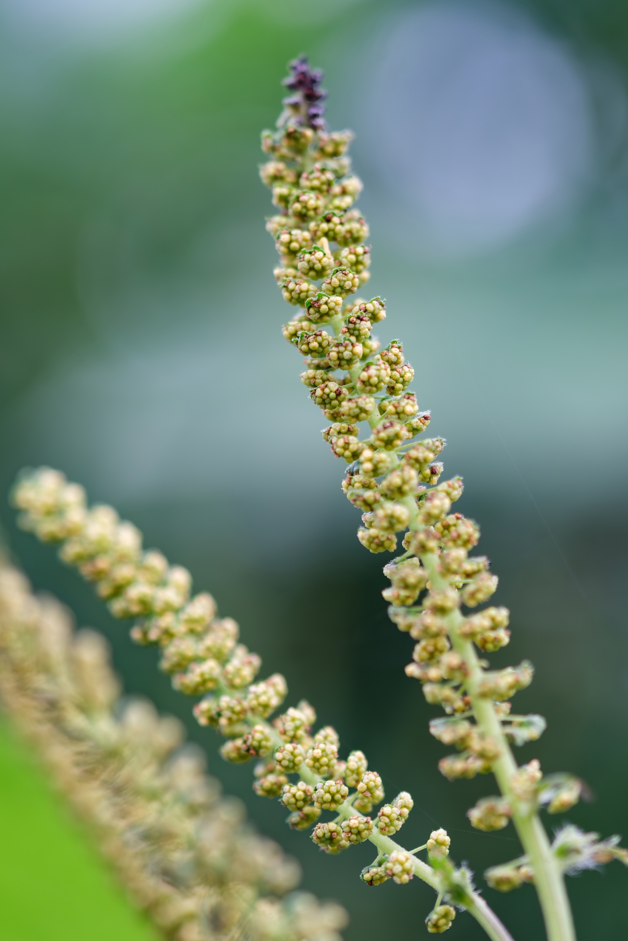 キク科の花粉症についての基礎知識と対策