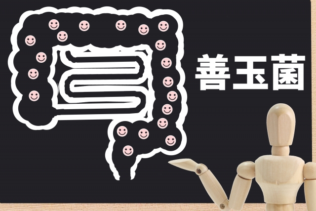 腸内細菌叢は年齢でどう変わる？誕生から百寿者までの変化と健康