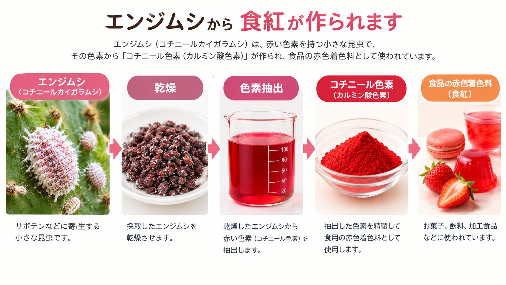 エンジムシから食紅が作られるまでの流れ。サボテンなどに寄生するエンジムシ（コチニールカイガラムシ）を乾燥させ、赤い色素を抽出・精製したコチニール色素（カルミン酸色素）が、お菓子や飲料、加工食品の赤色着色料として使われる